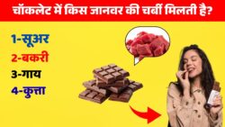 चौंकाने वाला GK सवाल, चॉकलेट में किस जानवर की चर्बी मिलती है? GK Questions And Answer